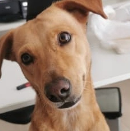 Maria, que ya fue adoptada