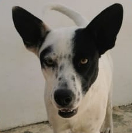 Vaquita, perrita blanca con manchas negras